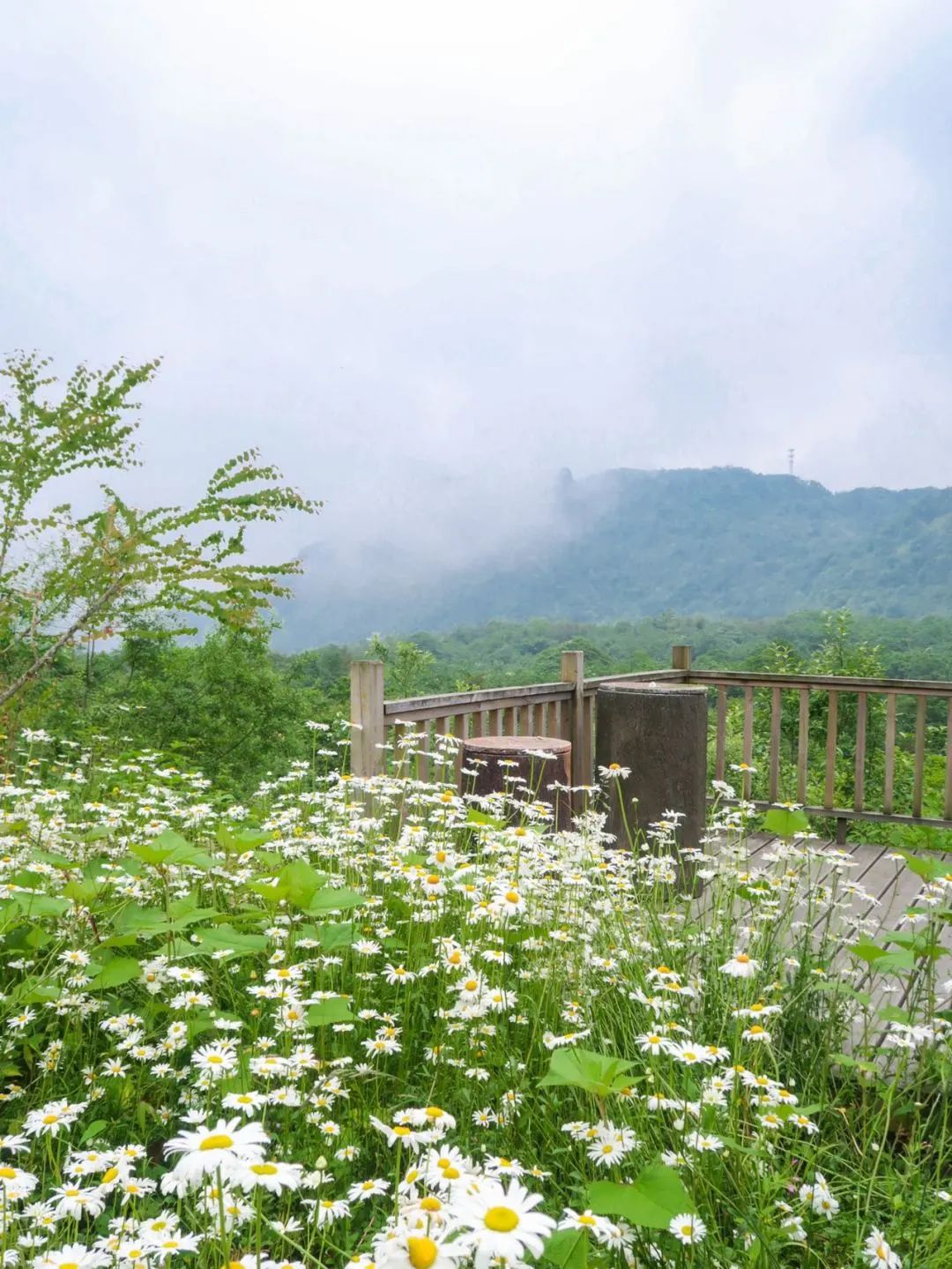 西嶺雪山.jpg