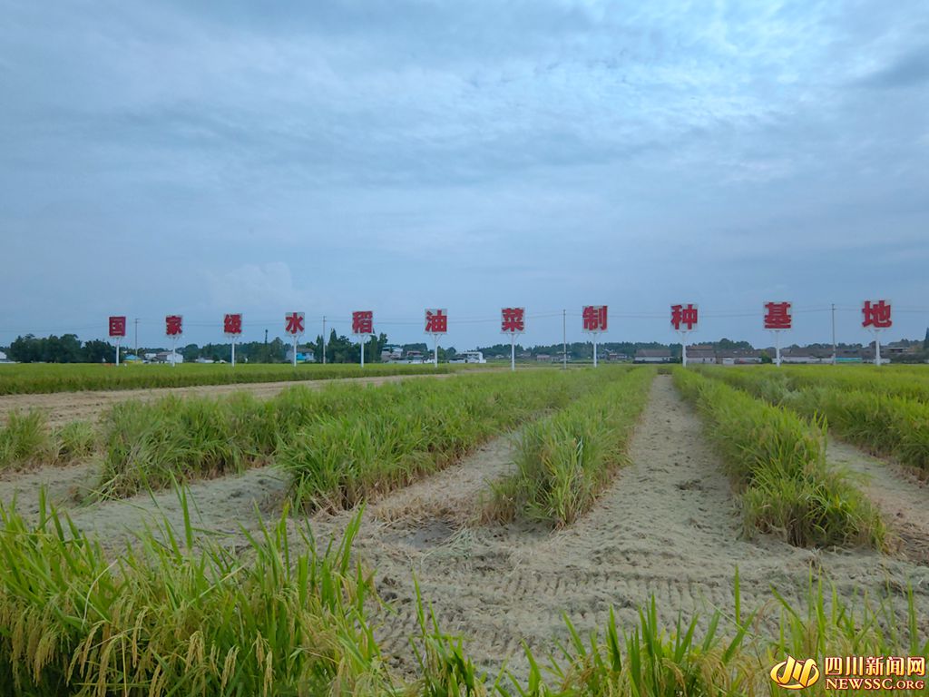 位于羅江區(qū)的國(guó)家級(jí)水稻油菜這種基地_副本.jpg